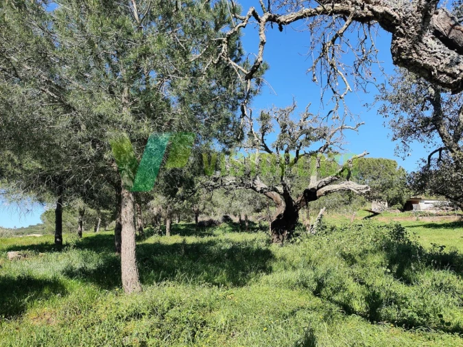 Terreno Agricola ou Rústico para Venda em Bensafrim e Barão de São João Foto 2