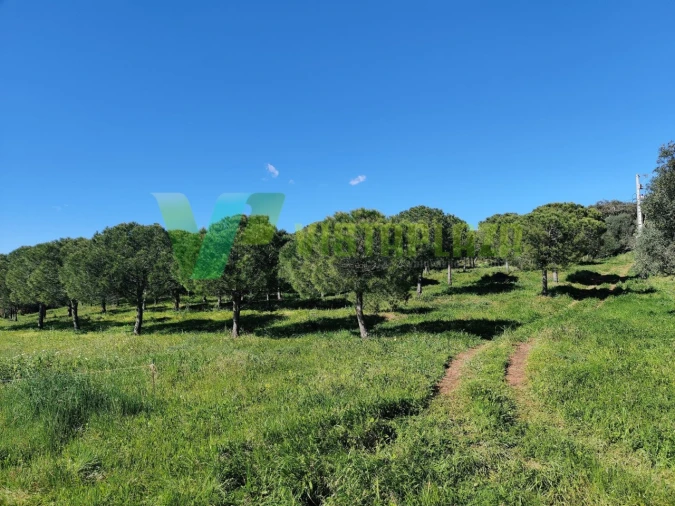 Terreno Agricola ou Rústico para Venda em Bensafrim e Barão de São João Foto 5