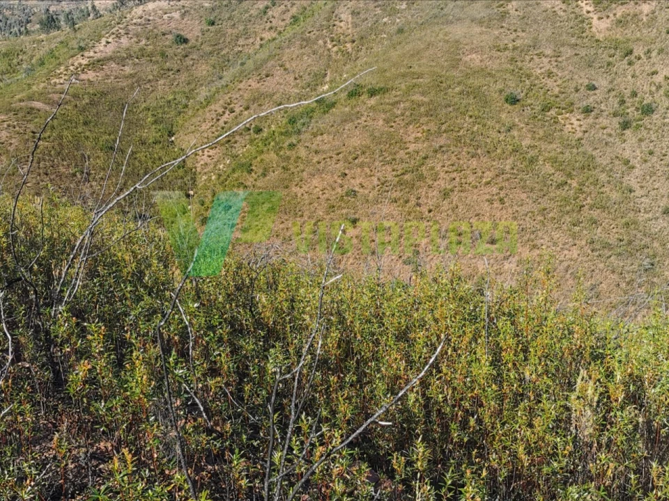 Terreno Agricola ou Rústico para Venda em Alferce Foto 3