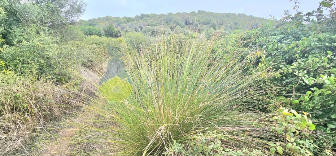 Terreno Agricola ou Rústico para Venda em Silves Foto 17