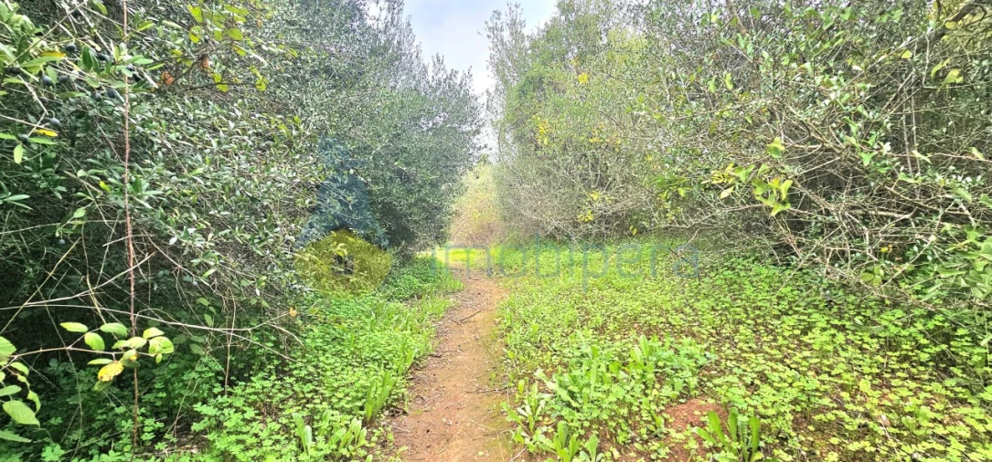 Terreno Agricola ou Rústico para Venda em Silves Foto 16