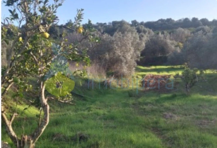 Terreno Agricola ou Rústico para Venda em Alte Foto 8