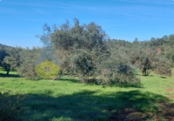Terreno Agricola ou Rústico para Venda em Alte Foto 6