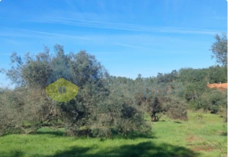 Terreno Agricola ou Rústico para Venda em Alte Foto 9
