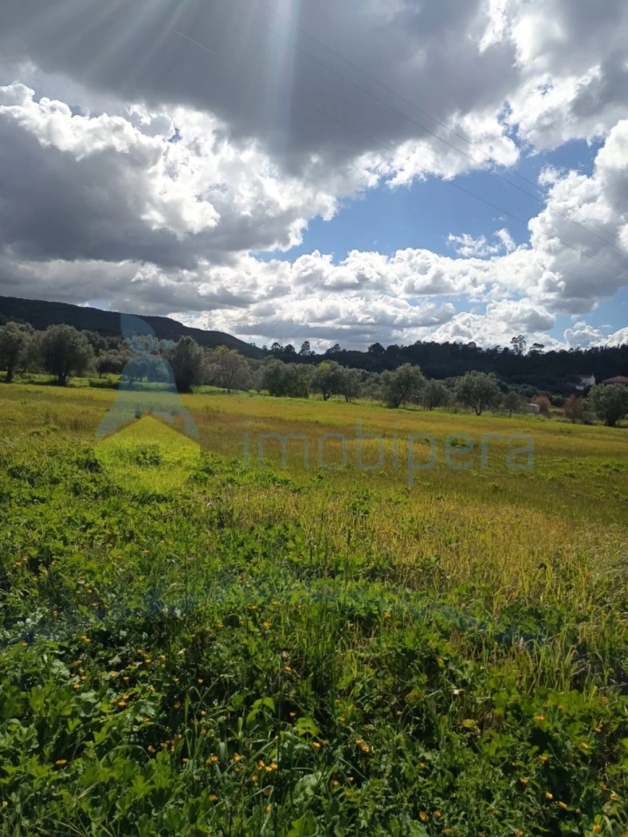 Terreno Agricola ou Rústico para Venda em Alte Foto 4