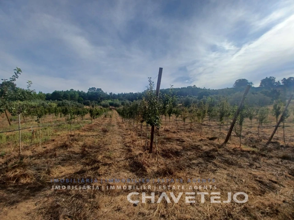 Quinta para Venda em Serra e Junceira Foto 8
