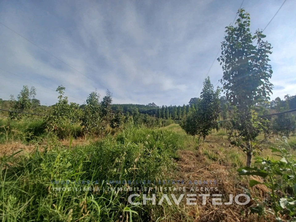 Quinta para Venda em Serra e Junceira Foto 6