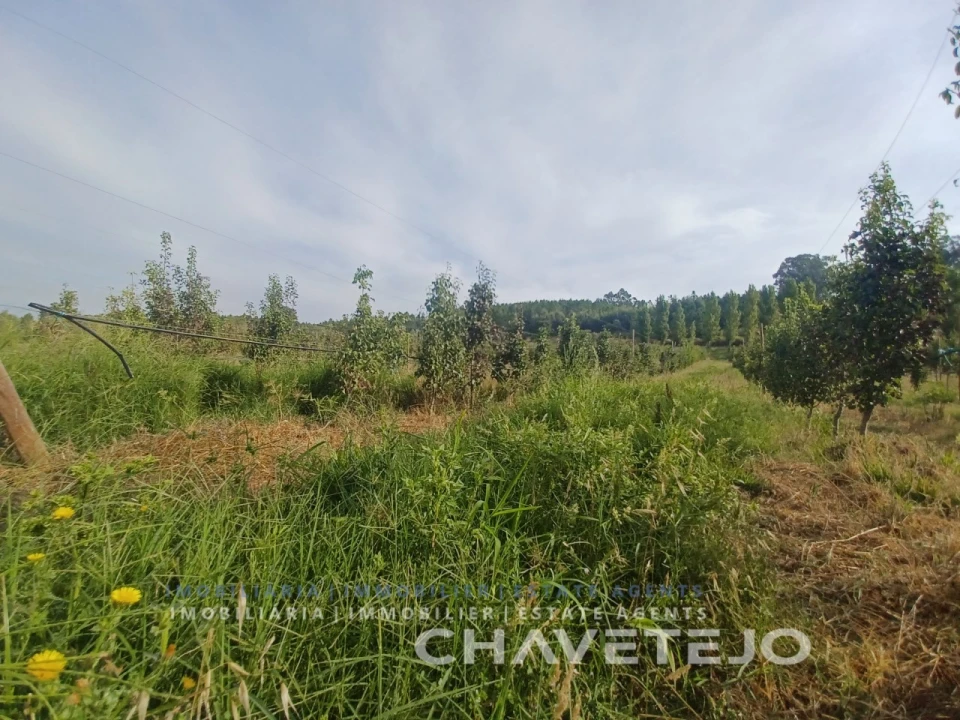 Quinta para Venda em Serra e Junceira Foto 15