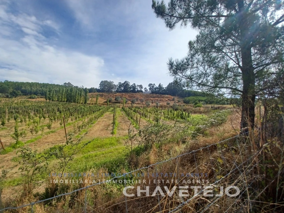 Quinta para Venda em Serra e Junceira Foto 5