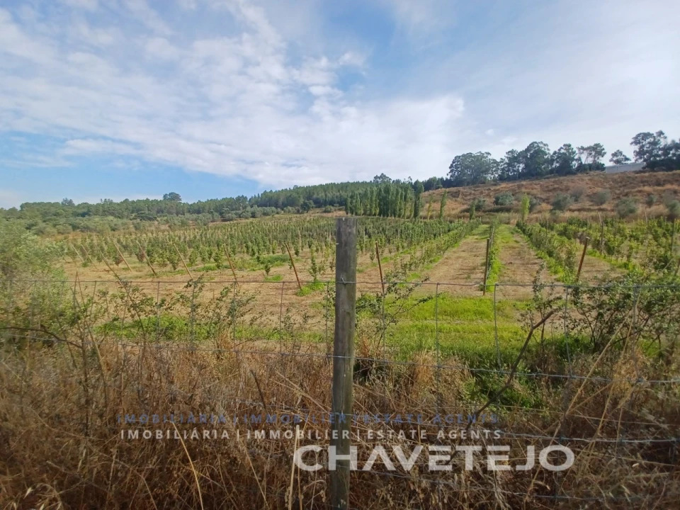 Quinta para Venda em Serra e Junceira Foto 24