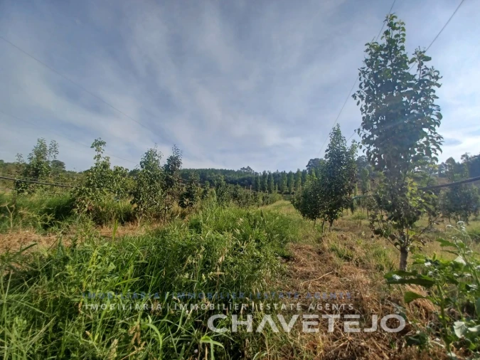 Quinta para Venda em Serra e Junceira Foto 6
