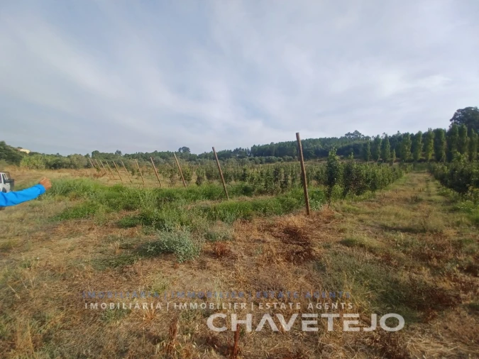 Quinta para Venda em Serra e Junceira Foto 13