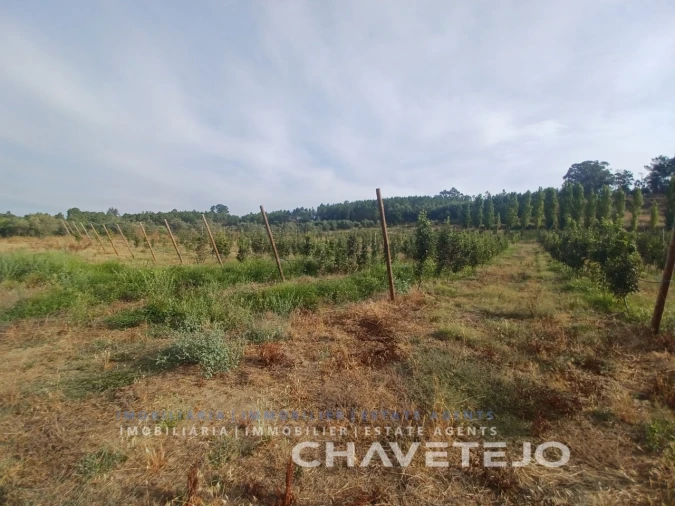 Quinta para Venda em Serra e Junceira Foto 14