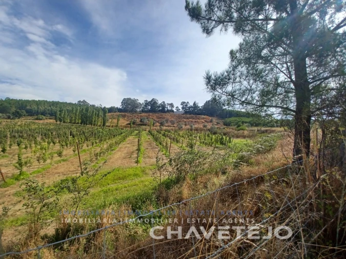 Quinta para Venda em Serra e Junceira Foto 5