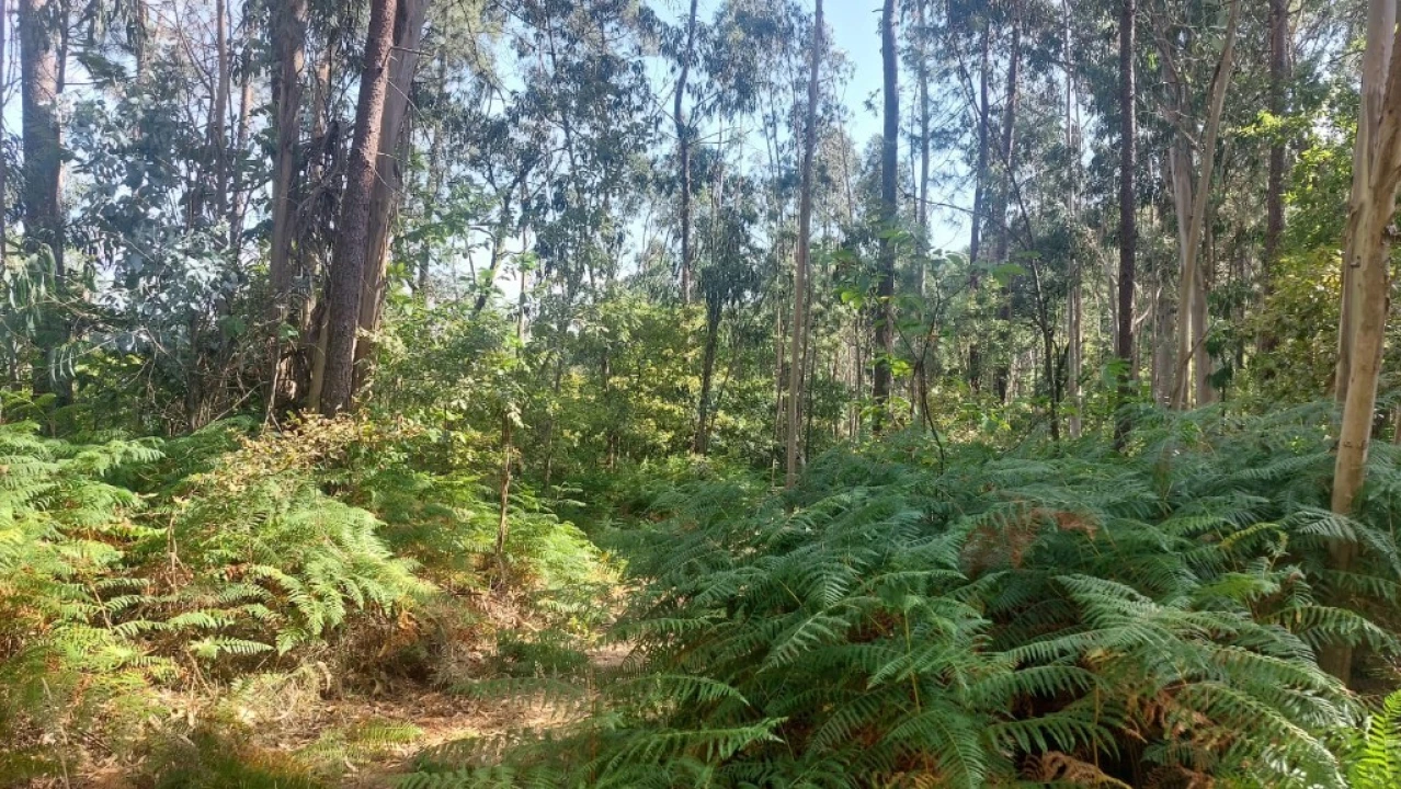 Terreno para Venda em Vilela, Seramil e Paredes Secas Foto 4