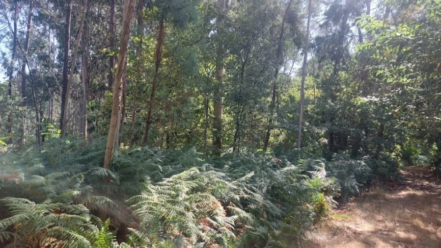 Terreno para Venda em Vilela, Seramil e Paredes Secas Foto 3