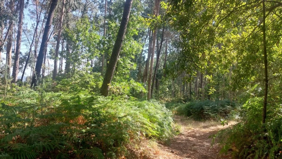 Terreno para Venda em Vilela, Seramil e Paredes Secas Foto 1