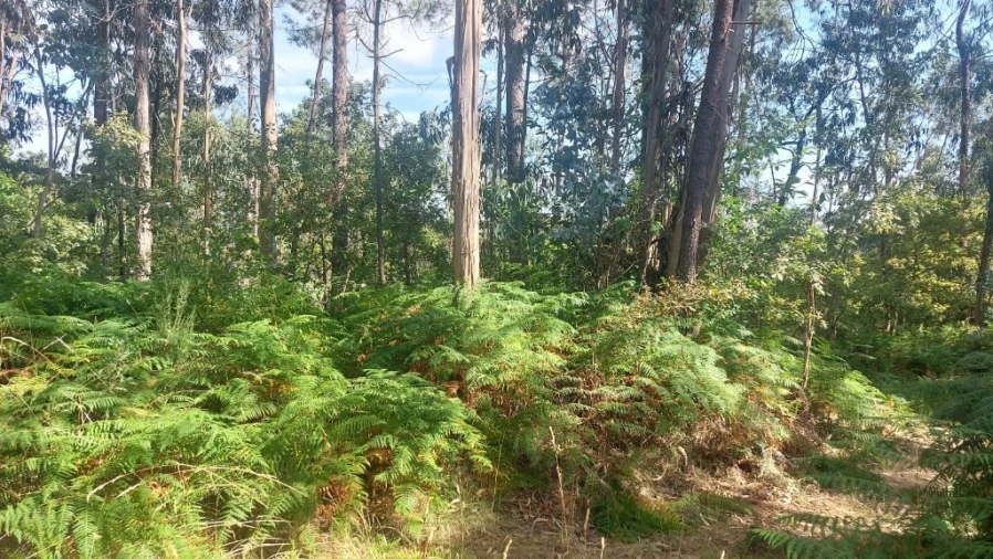 Terreno para Venda em Vilela, Seramil e Paredes Secas Foto 2