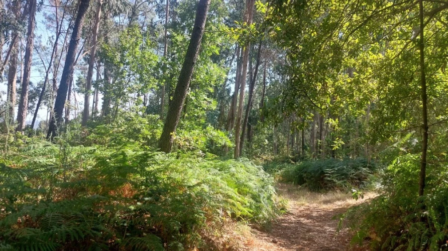 Terreno para Venda em Vilela, Seramil e Paredes Secas