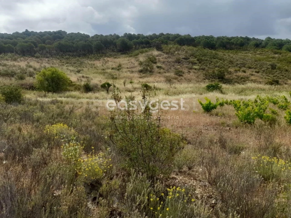 Terreno para Venda em Martim Longo Foto 19