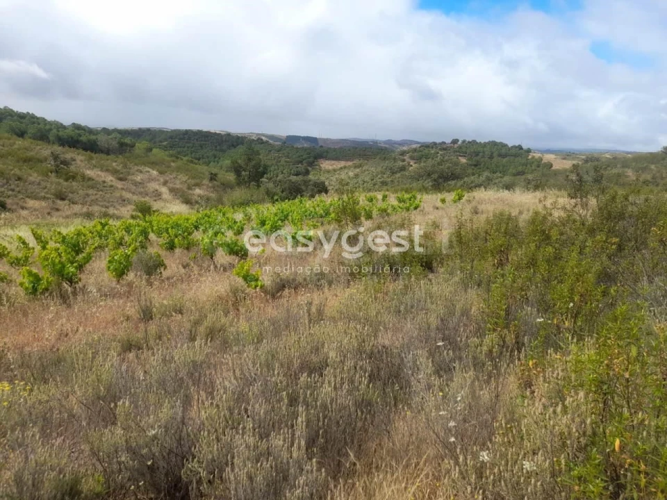 Terreno para Venda em Martim Longo Foto 21
