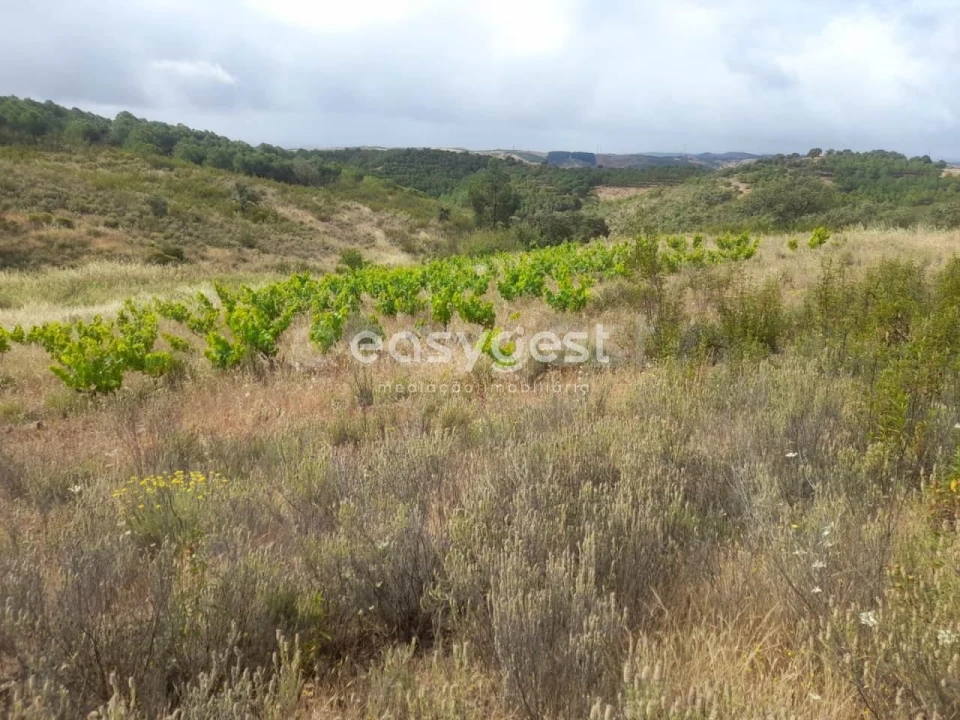 Terreno para Venda em Martim Longo Foto 22