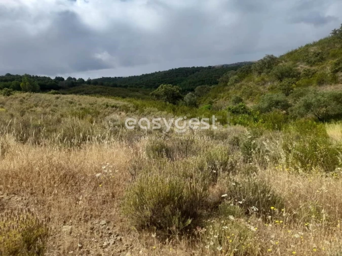 Terreno para Venda em Martim Longo Foto 17