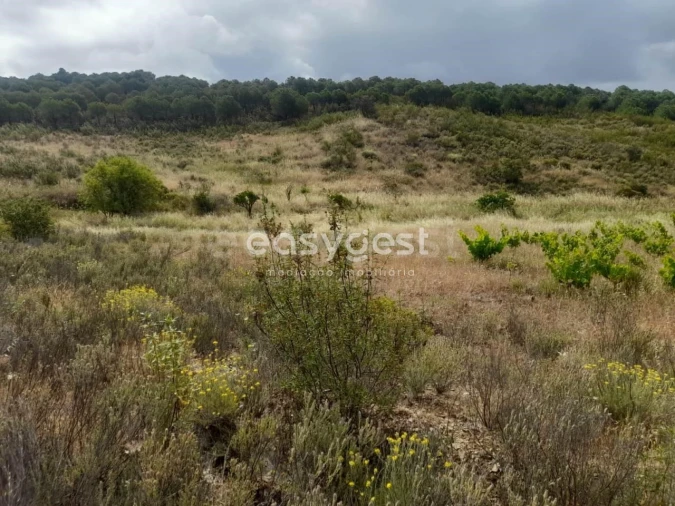 Terreno para Venda em Martim Longo Foto 19