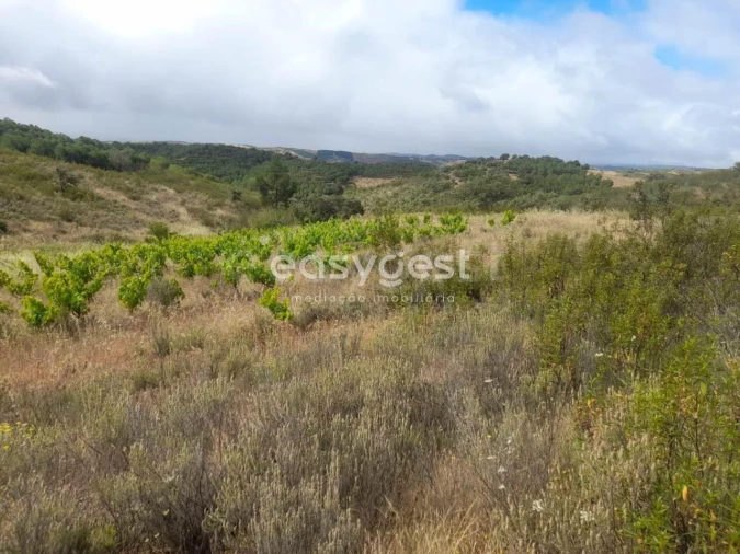 Terreno para Venda em Martim Longo Foto 21