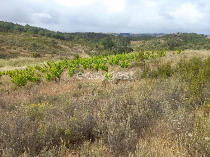 Terreno para Venda em Martim Longo Foto 22