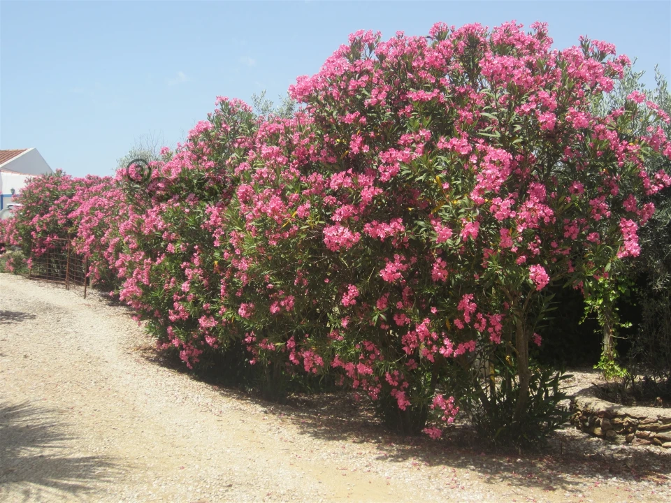 Quinta T0 para Venda em Amieira e Alqueva Foto 17