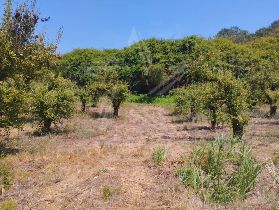 Terreno para Venda em Carvalhal Benfeito Foto 24