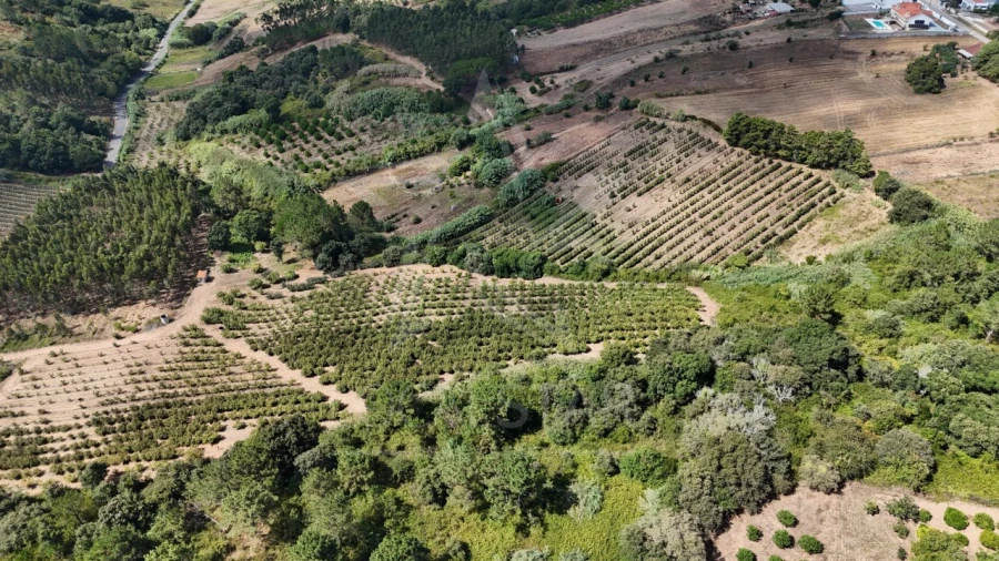 Terreno para Venda em Carvalhal Benfeito Foto 8