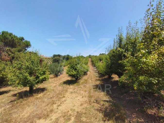 Terreno para Venda em Carvalhal Benfeito Foto 14