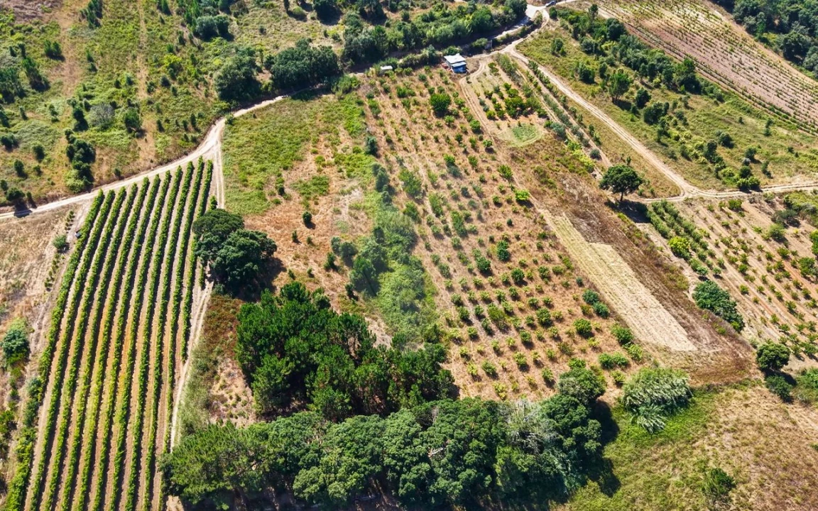 Terreno para Venda em Freiria Foto 19