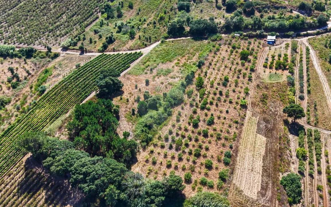 Terreno para Venda em Freiria Foto 14