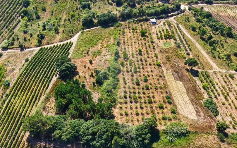 Terreno para Venda em Freiria Foto 9