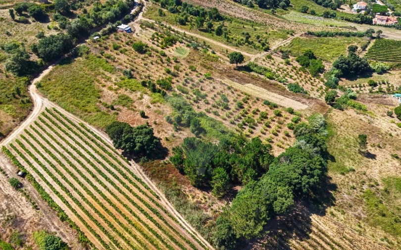 Terreno para Venda em Freiria Foto 18
