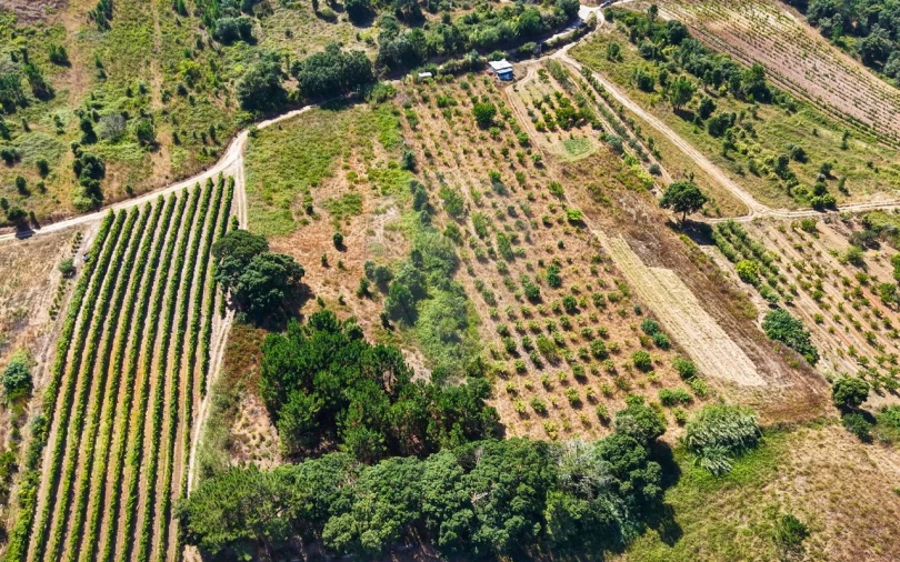Terreno para Venda em Freiria Foto 8