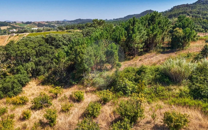 Terreno para Venda em Freiria Foto 36