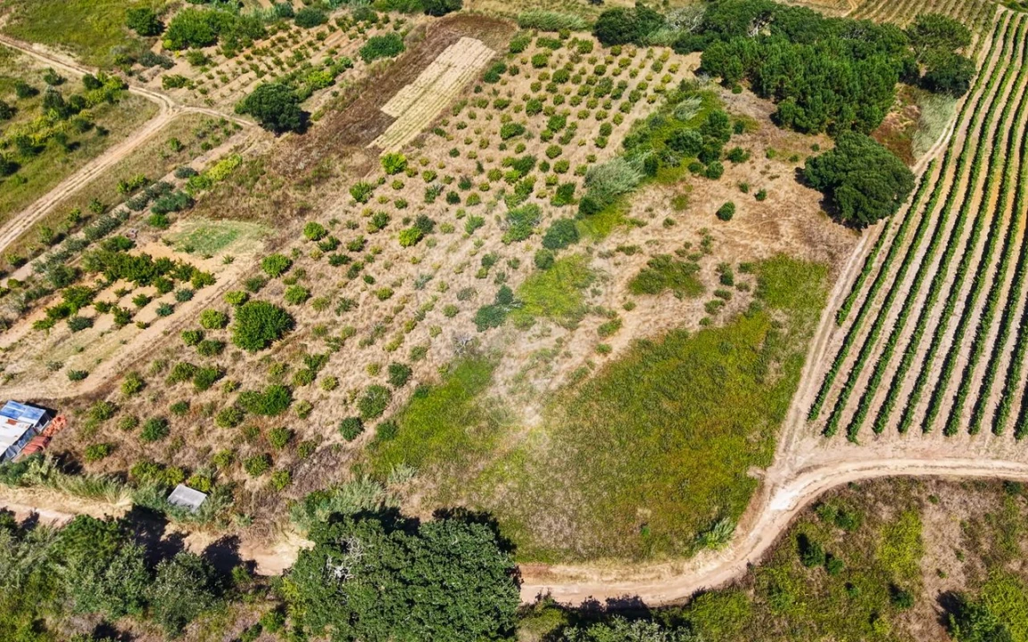 Terreno para Venda em Freiria Foto 15