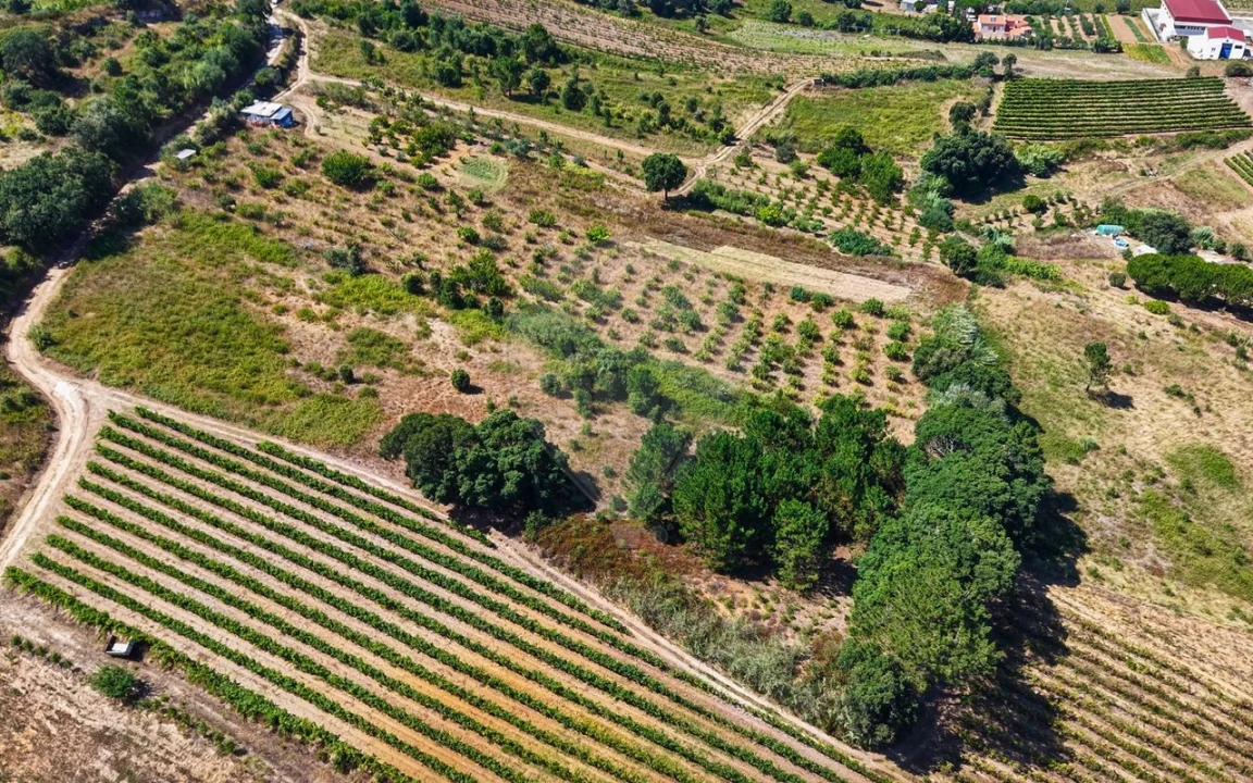 Terreno para Venda em Freiria Foto 20