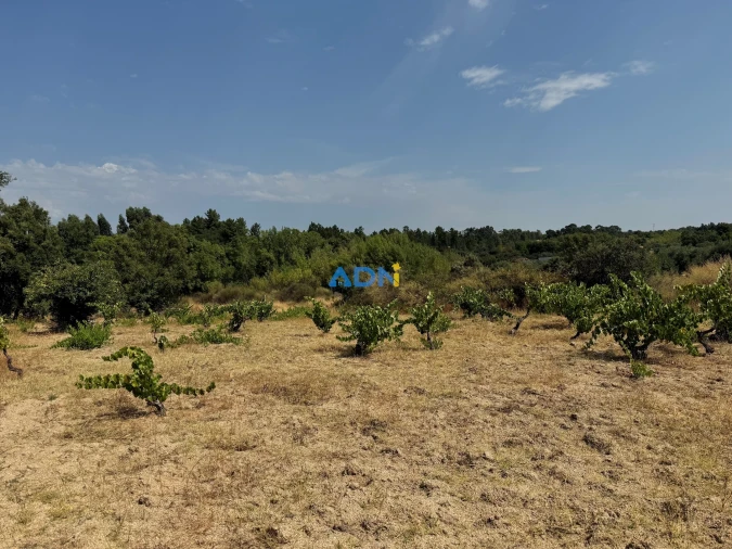 Terreno para Venda em Freixial e Juncal do Campo Foto 5