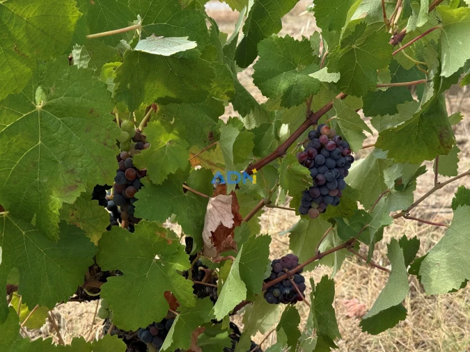 Terreno para Venda em Freixial e Juncal do Campo Foto 8