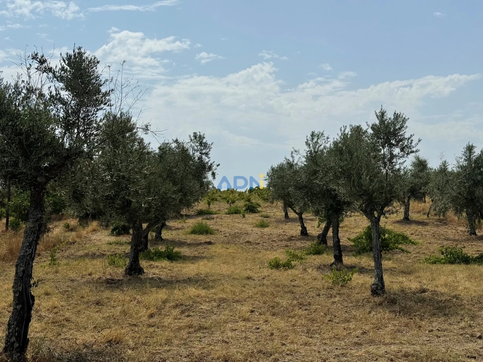Terreno para Venda em Freixial e Juncal do Campo Foto 7
