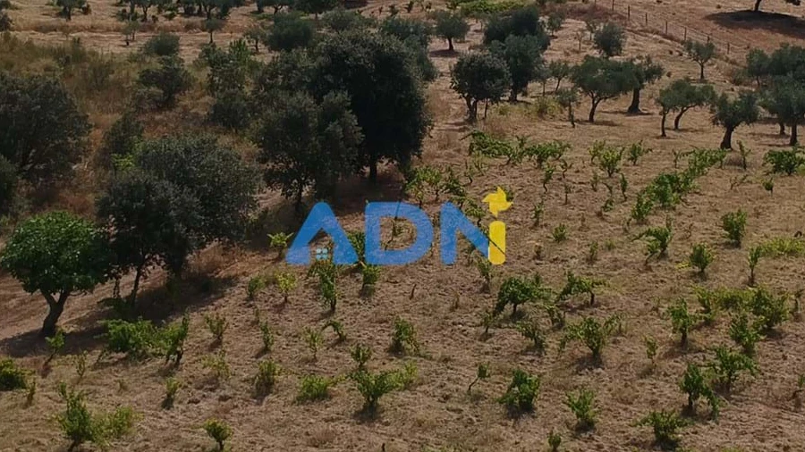 Terreno para Venda em Freixial e Juncal do Campo