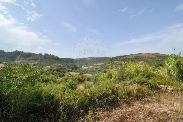 Terreno para Venda em Igreja Nova e Cheleiros Foto 4