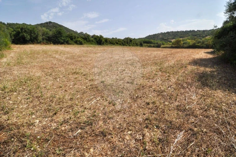 Terreno para Venda em Igreja Nova e Cheleiros Foto 5