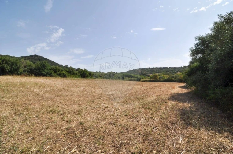 Terreno para Venda em Igreja Nova e Cheleiros Foto 3