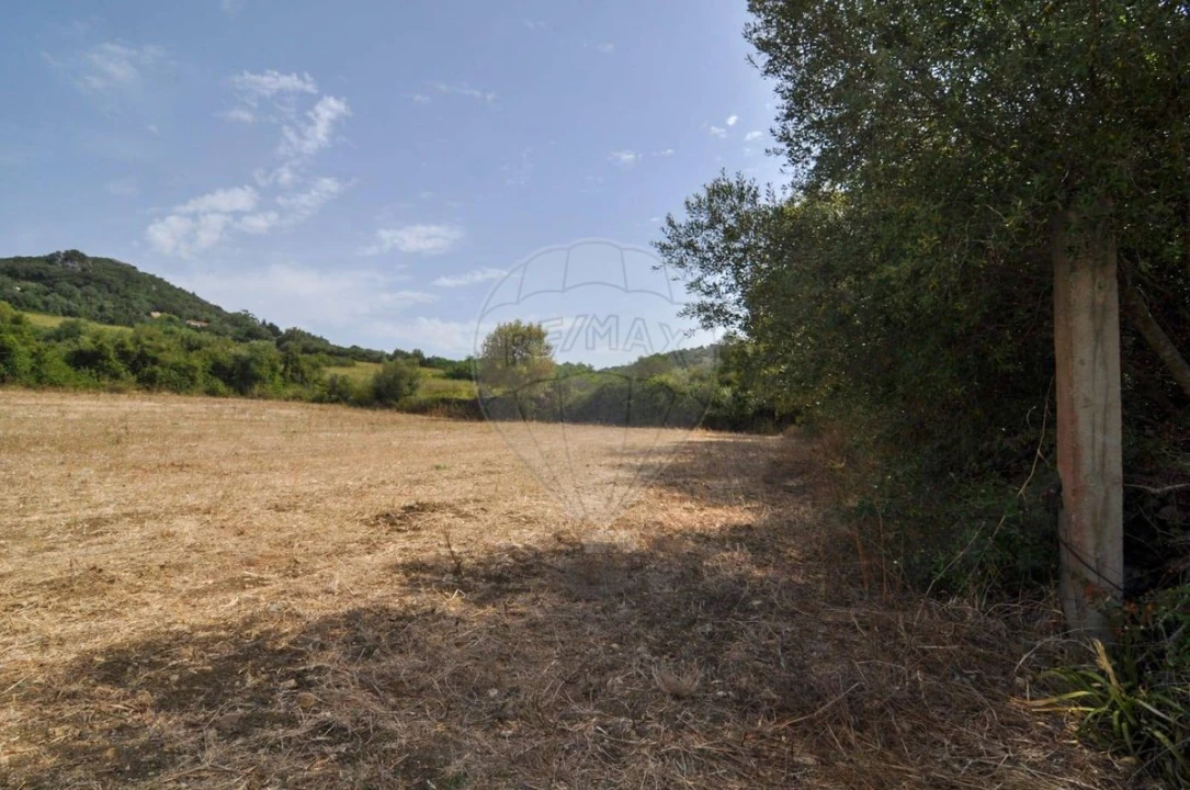 Terreno para Venda em Igreja Nova e Cheleiros Foto 6
